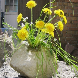 Vase aus Stein mit vielen gelben Blumen