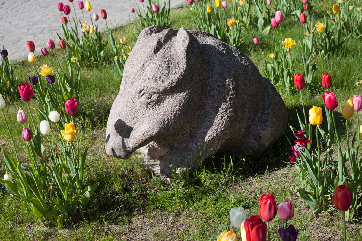 Skulptur eines Wildschweines aus Granit inmitten von Tulpen mit Titel Winterschwein